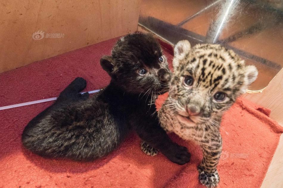 霸道人生txt電子書