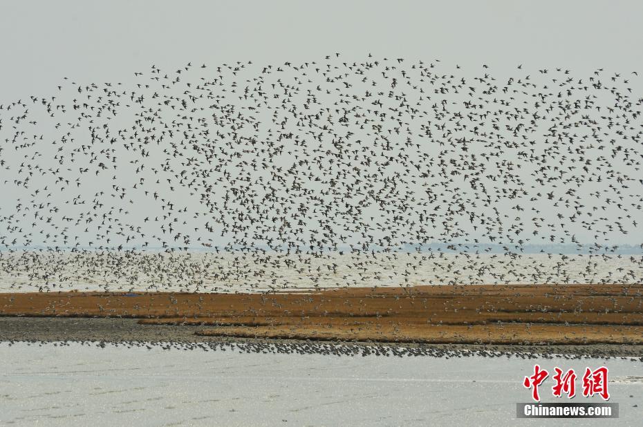 藏嬌(民國(guó))作者:酸杏完結(jié)