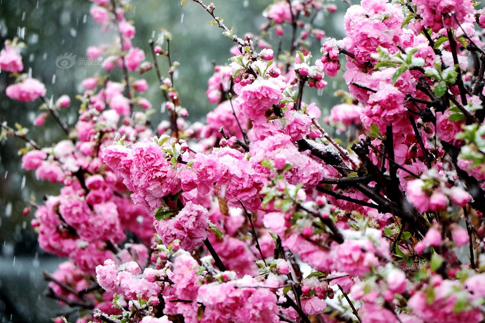 折她入幕by岫岫煙講的什么