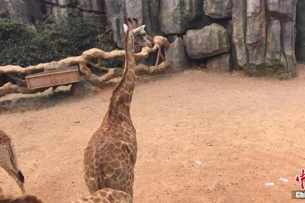 主人(校園1V1)結局