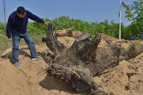 《[名柯]酒廠boss是我弟》