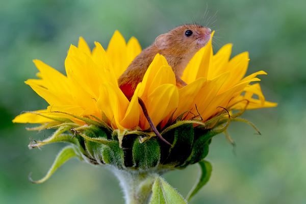 1v5小說,五個男主,都有心理病,女主是