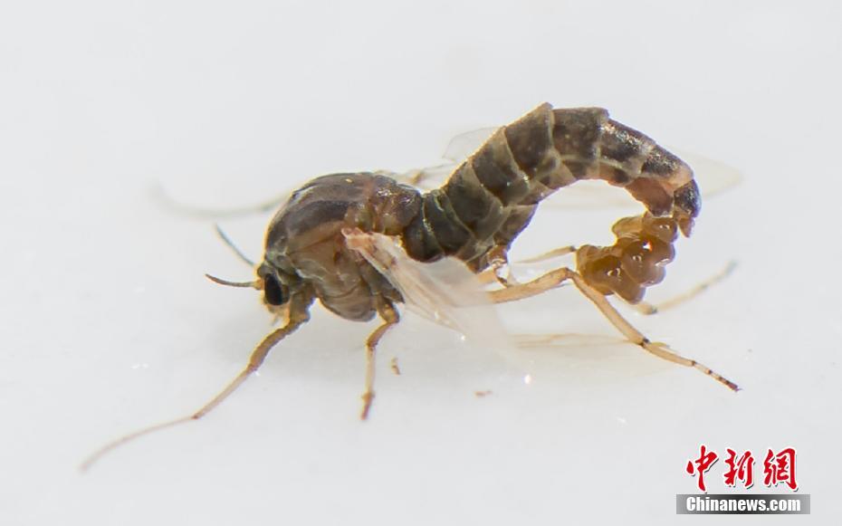 viper樸到賢家境