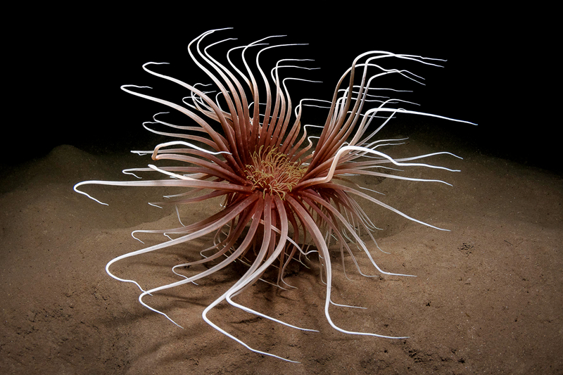 骨中花(兄妹)隨心