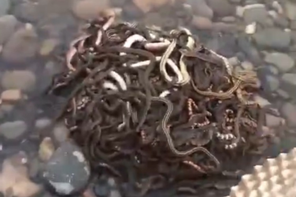 @nastia:《再婚》by傅小酥