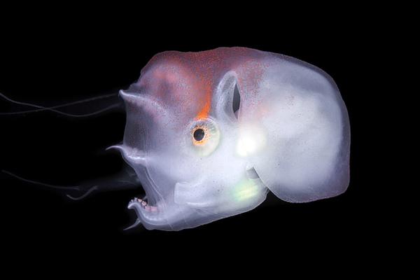 hp優雅的野心家