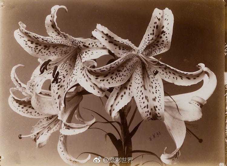 醫生我還有救嗎1v1洛洛不大方在線閱讀