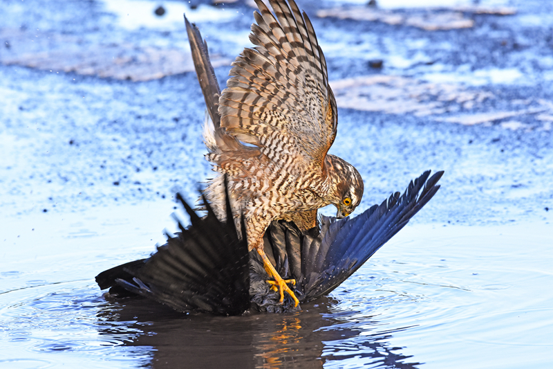 后街理發店老板娘的故事簡介
