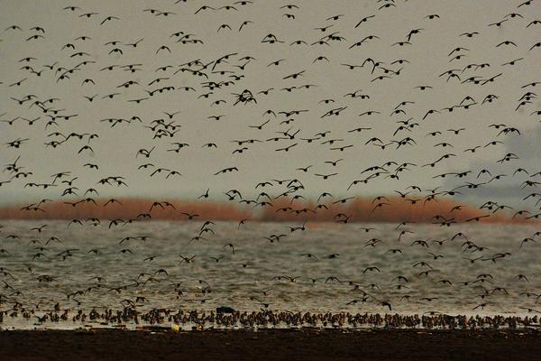 《她似毒》by臣言