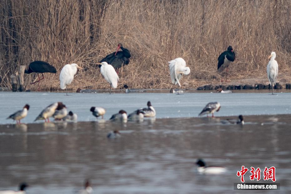 影帝們的公寓by天瓶座講什么