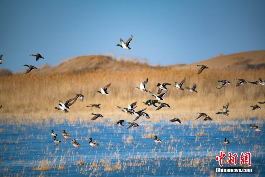 《有囍》by白芥子