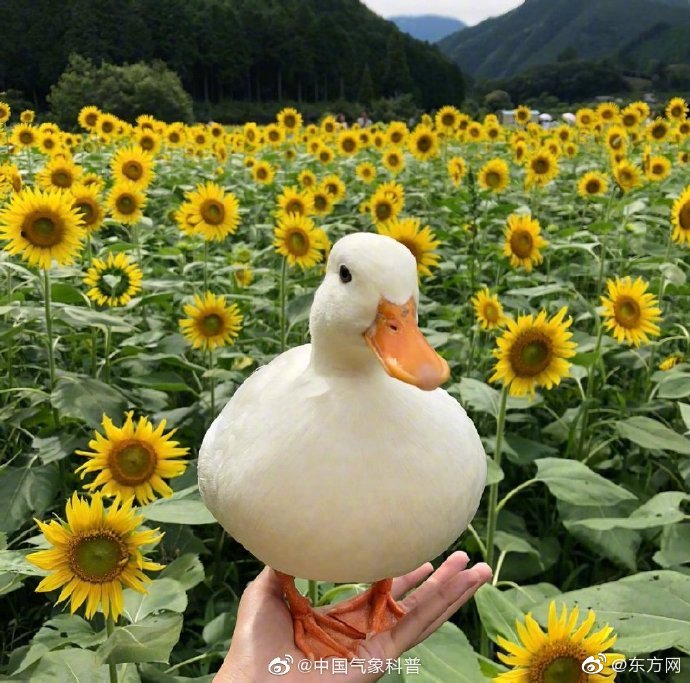 吃一夏by有只傘小說免費閱讀在哪看