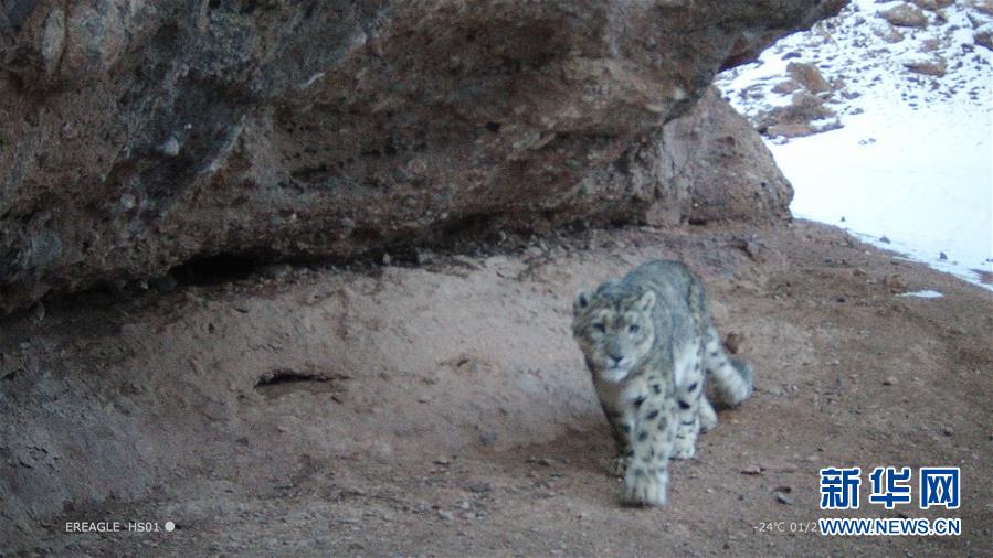 燉肉計(是今)海棠(肉包子打狗)