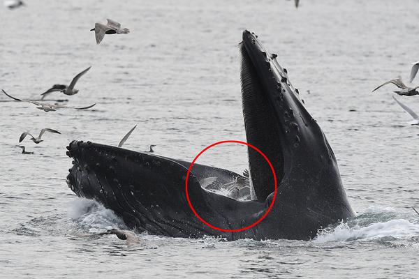 一夫一妻hpv是怎么感染上的?經(jīng)常游泳會(huì)不會(huì)?