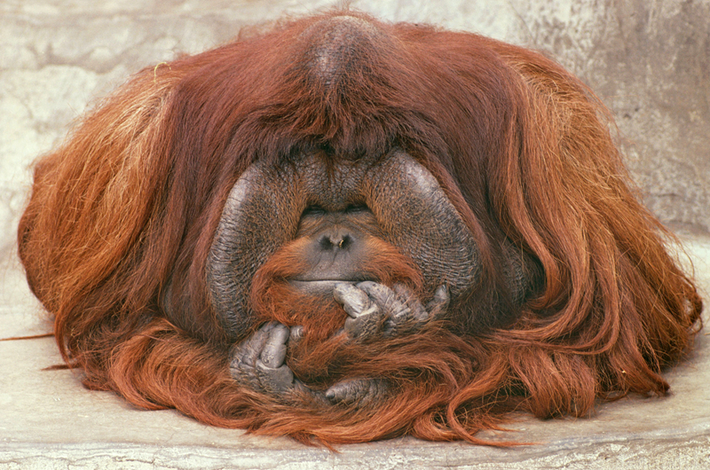 《從萬米高空降臨》by塞納左岸