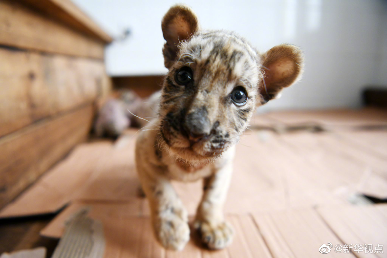 葉辰蕭初然筆趣閣