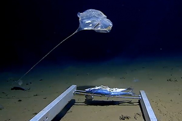 吃貨的擺攤?cè)粘?美食)山楂酪